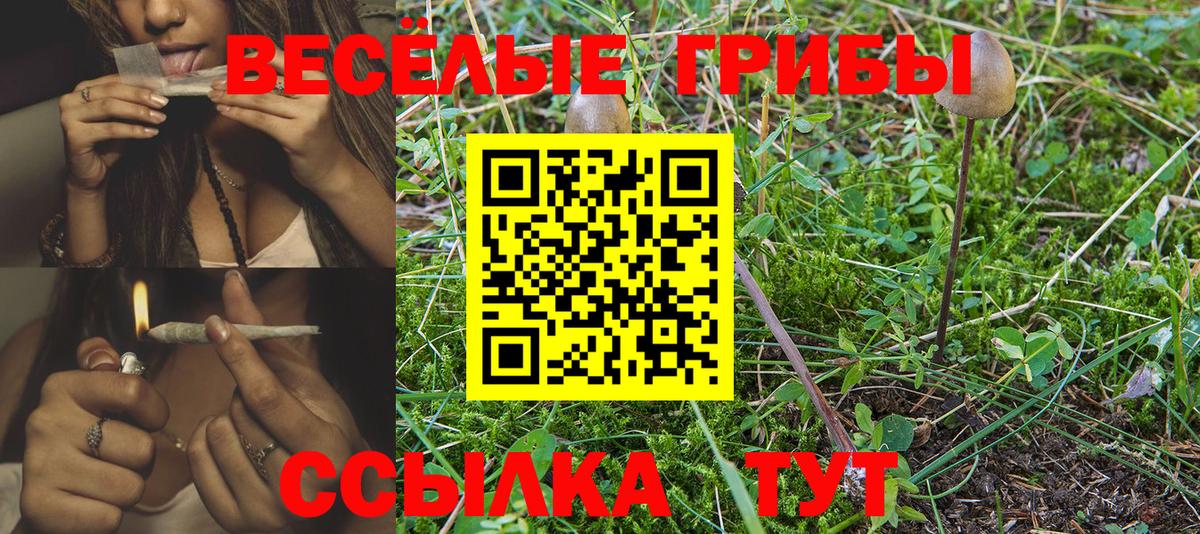 Гурьевск  Псилоцибиновые грибы MAGIC MUSHROOMS  Псилоцибиновые грибы Magic Shrooms  Вход с VPN 